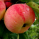 Закладка интенсивного яблочного сада